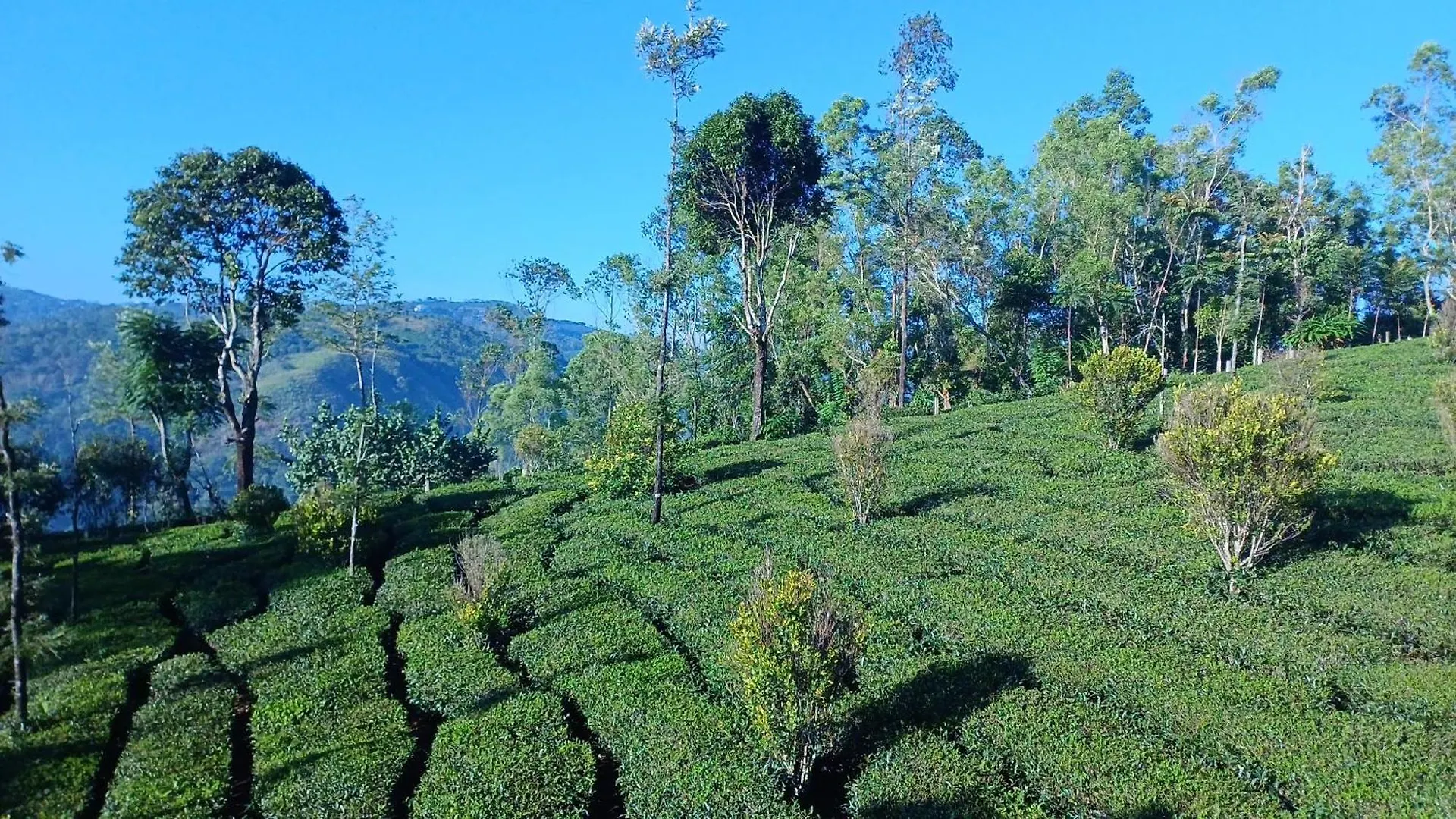 Shi'S Vagamon Hill Retreat- Private Villa On Hills Indien